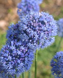 Allium caeruleum.jpg